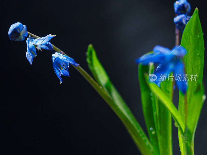 黑色的仍然有蓝色的花(scilla siberica)